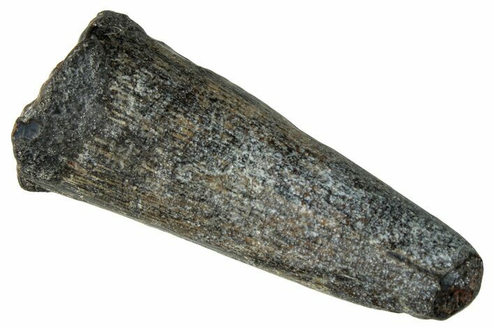 Dinosaur-Eating Crocodile (Sarcosuchus) Tooth - Niger #282089